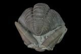 Wide Enrolled Flexicalymene Trilobite - Mt Orab, Ohio #137483-2
